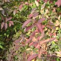 Forsythia x intermedia 'Spectabilis' automne P9